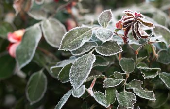 Frost-covered green leaves and a wilted flower with a blurred background.