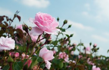 Pink roses in full bloom against a background of green leaves and a clear blue sky.